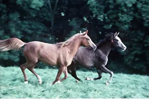 Cantering: HORSE - two young arab horses cantering in field