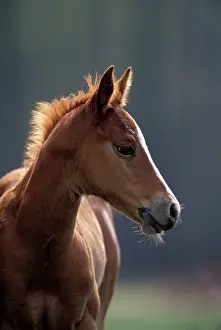 Pricked: Horse - Young Colt at spring pasture