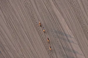 File: Horseback riding in the Bay of Somme France
