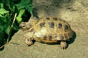 Emma Coghlan: Horsefield's Tortoise