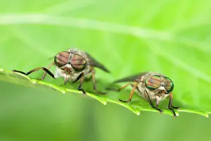 Horseflies: Horseflies - Two sitting on leaf
