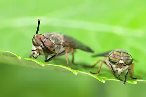 Horseflies: Horseflies - Two sitting on leaf