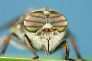 Horseflies: Horsefly