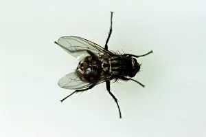 Emma Coghlan: HORSEFLY - from above