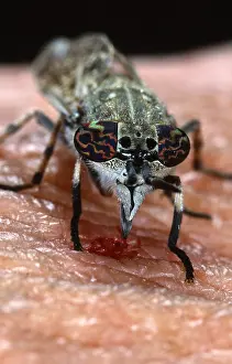 Biting: Horsefly (Chrysozona pluvialis) biting in human