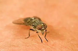 Horseflies: Horsefly / Deer Fly - On human skin