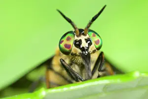 Chrysops: Horsefly / Deer Fly - Resting on leaf