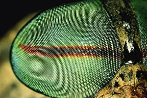 Compound: Horsefly eye
