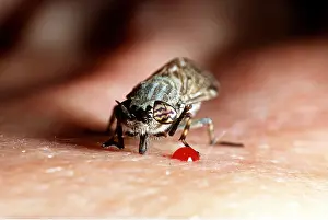 Ailsa Hopkin: HORSEFLY - Feeding on human arm