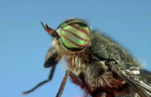 Horseflies: Horsefly - showing banded eyes