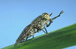Horseflies: Horsefly - showing banded eyes