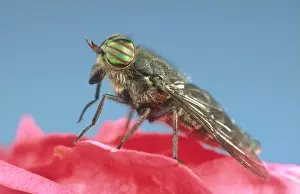 Horseflies: Horsefly - Showing banded eyes