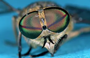 Horseflies: HORSEFLY - Showing large colourful eyes