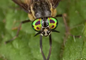 Biting: Horsefly / Square-spot Deerfly - female - close-up