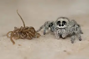Heavy: Horsehair Worm