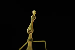 Latirostris: Horsehead Grasshopper