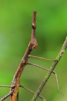 Grasshoppers: Horsehead Grasshopper, Superagui National Park