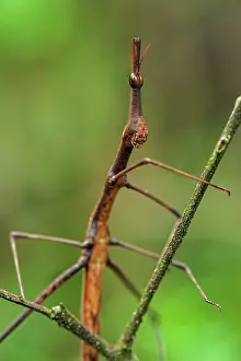 Horsehead Grasshopper, Superagui National Park