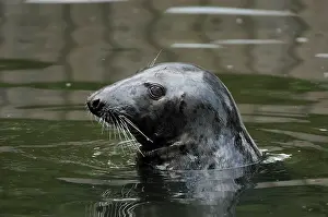 Horsehead: Horsehead / Grey Seal - Popping up from water