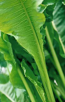Horseradish: Horseradish
