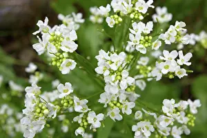 Flavoring: Horseradish