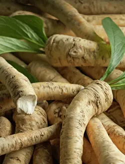 Salad: Horseradish, Armoracia rusticana, Top view of several