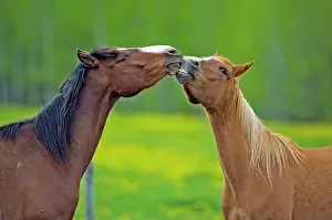 Geldings: Horses - Arabian Bay and chestnut gelding playing
