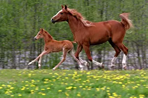 Arabs: Horses - Arabian Mare and Foal gallopingSin spring meadow