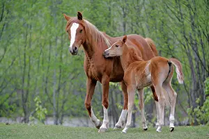Arabs: Horses - Arabian Mare and Foal in meadow
