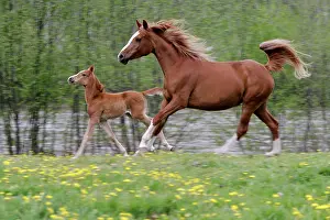 Arabs: Horses - Arabian Mare and Foal runningSin spring meadow