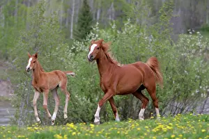 Arabs: Horses - Arabian Mare and Foal runningSin spring meadow