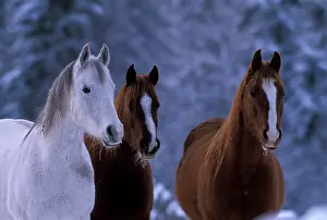 Arabs: Horses - Three Arabian Mares standing together