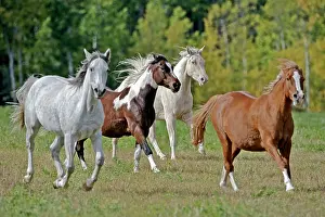 Quarterhorse: Horses, Arabian, Paint and Quarterhorse running