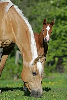Blaze: Horses - Arabian Palomino Mare and Foal in meadow