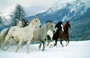 Hans D Dossenbach: Horses - Arabian - Piebald (Tinker) - and Swiss