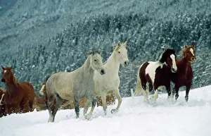 Hans D Dossenbach: Horses - Arabian - Piebald (Tinker) - and Swiss