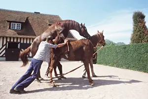 Cycles: HORSES - ASSISTED COVERING