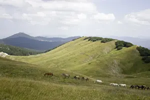 Landforms: Horses Barbe Vercors Plateau France