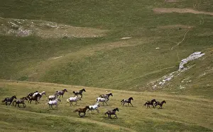 Landforms: Horses Barbe Vercors Plateau France