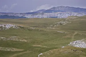 Landforms: Horses Barbe Vercors Plateau France