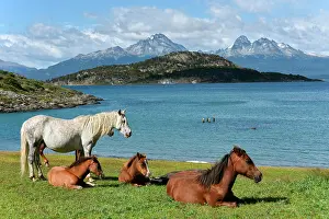 Canal: Horses at Beagle Canal in Tierra del Fuego National