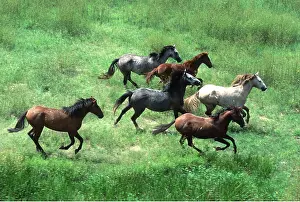 Galloping: HORSES - BRUMBIES, wild herd galloping
