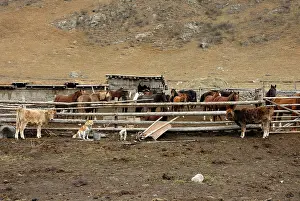 Kazakhstan: Horses & Cattle - Farmer Ranch