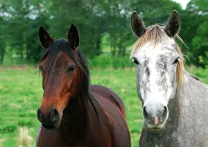 Pricked: Horses - one Chestnut and one Grey