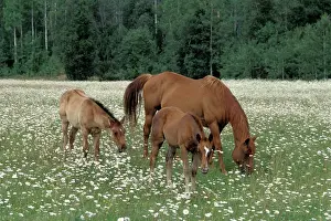 Twins: Horses - Chestnut Mare with twin foals at summer