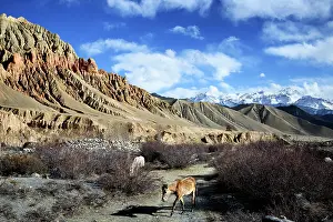 Landforms: Horses and cliffs near Dhakmar - Upper Mustang Nepal