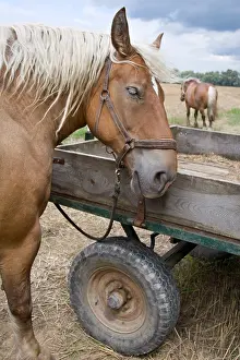 Cart: Horses Comtois drought in meadow Ensisheim Haut-Rhin