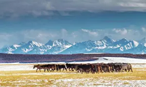 Depression: Horses in Darkhad depression and Khoridol saridag