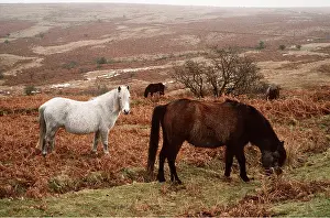 Moors: HORSES - DARTMOOR PONIES - grazing in bracken