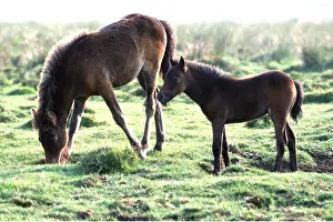 Foals: HORSES - Dartmoor ponies, mother with foal